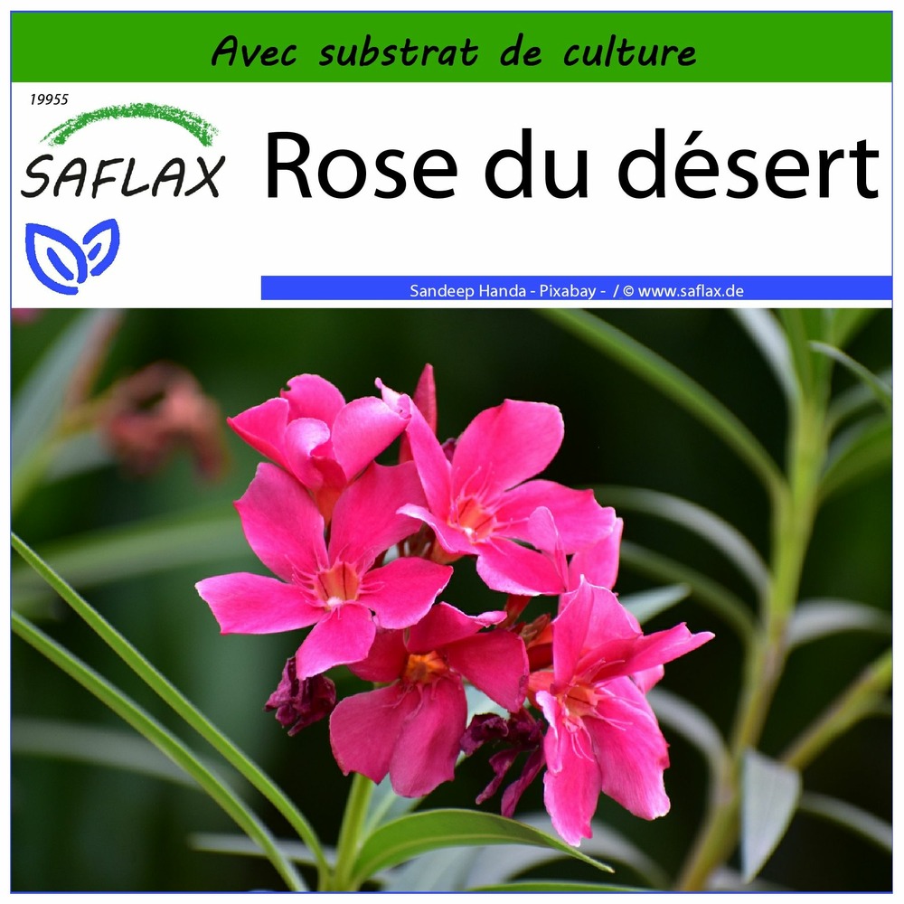 Rose du désert - 8 graines - avec substrat - adenium obesum