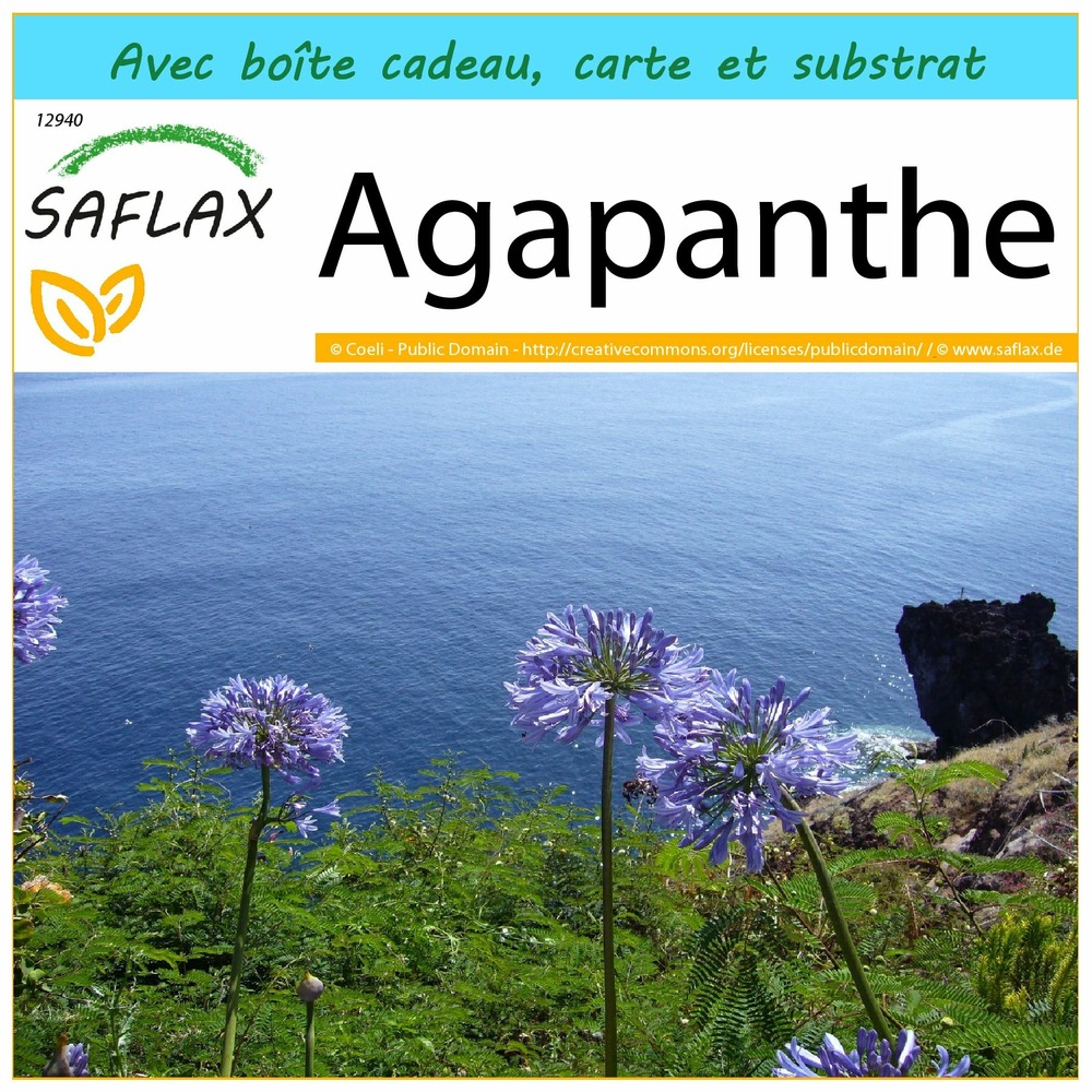 Ensemble-cadeau - agapanthe - 50 graines - agapanthus orientalis ssy. Praecox (blue)