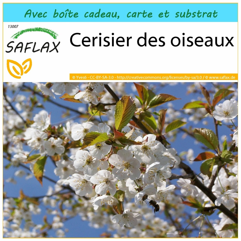 Ensemble-cadeau - cerisier des oiseaux - 10 graines - prunus avium