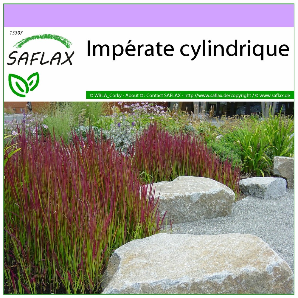 Impérate cylindrique - 50 graines - imperata cylindrica
