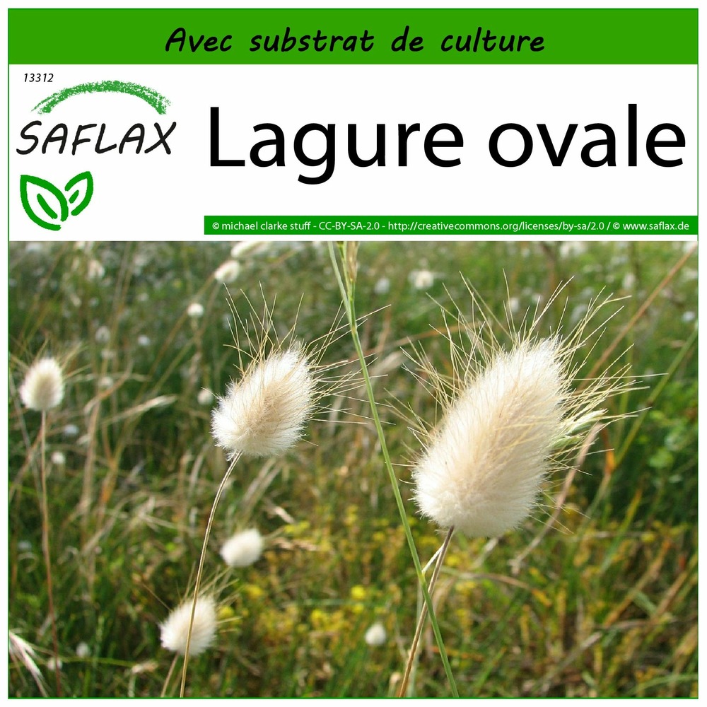 Lagure ovale - 100 graines - avec substrat - lagurus ovatus