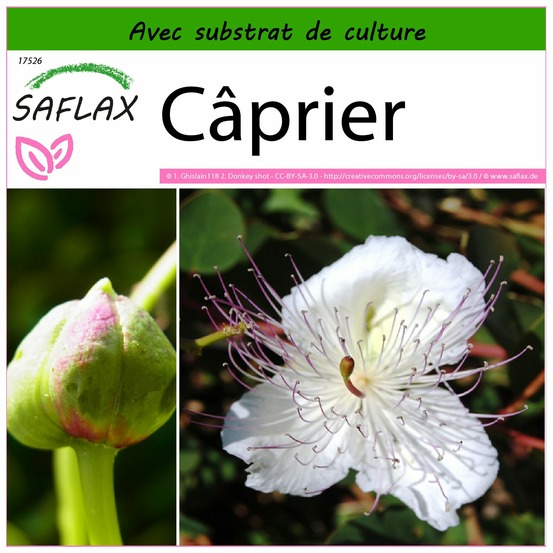 Câprier - 25 graines - avec substrat - capparis spinosa