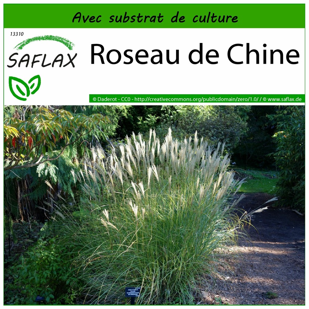 Roseau de chine - 200 graines - avec substrat - miscanthus sinensis