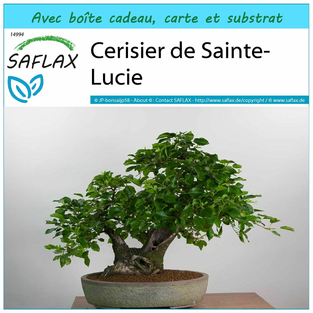 Ensemble-cadeau - cerisier de sainte-lucie - 30 graines - prunus mahaleb