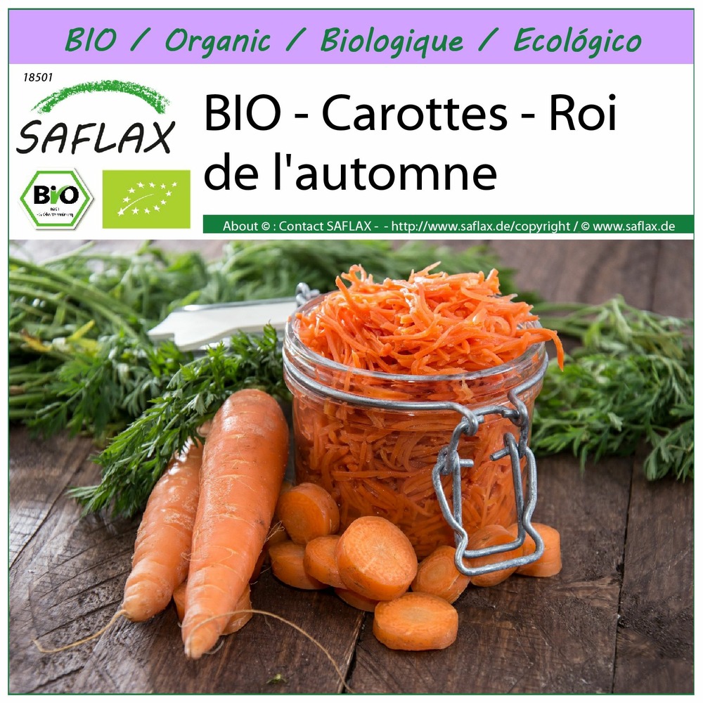 Bio - carottes - roi de l'automne - 1000 graines - daucus carota subsp. Sativus