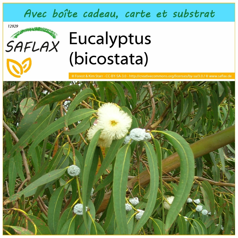 Ensemble-cadeau - eucalyptus (bicostata) - 100 graines - eucalyptus globulus bicostata
