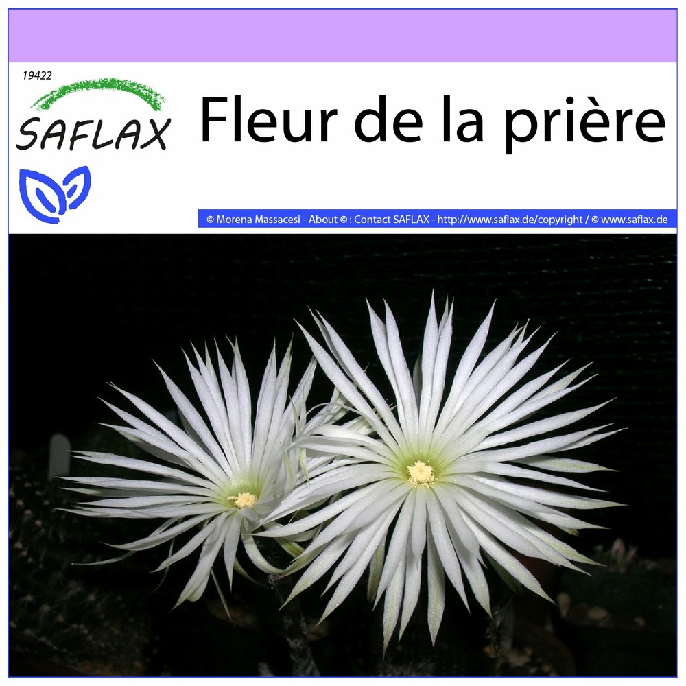 Fleur de la prière - 40 graines - echinopsis mirabilis
