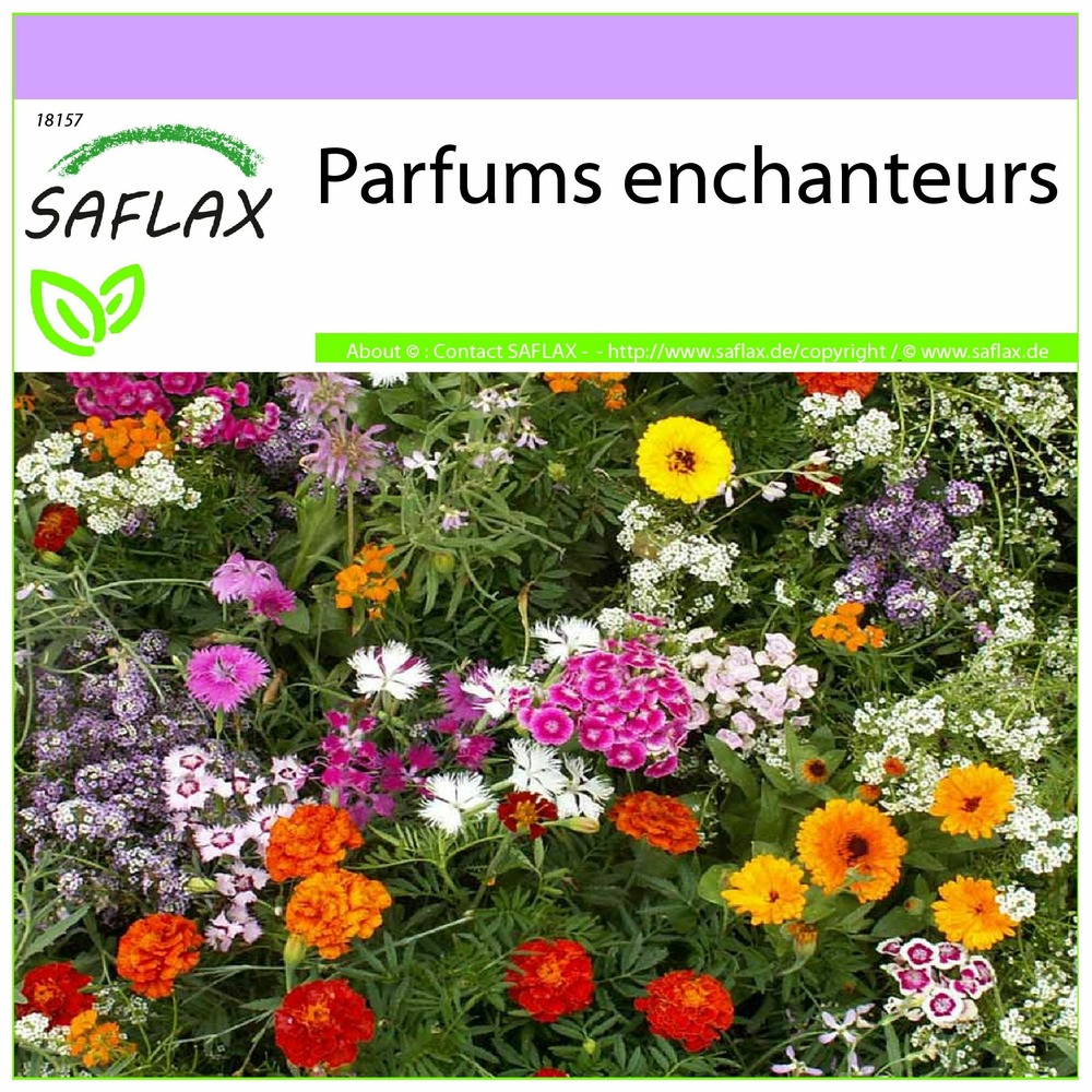 Parfums enchanteurs - 1000 graines - mix