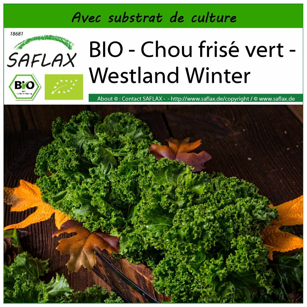 Bio - chou frisé vert - westland winter - 70 graines - avec substrat - brassica oleracea var. Sabellica