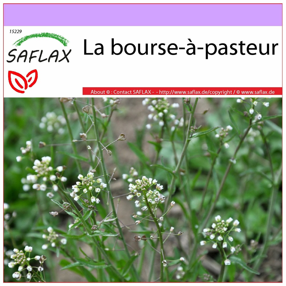 La bourse-à-pasteur - 1000 graines - capsella bursa-pastoris