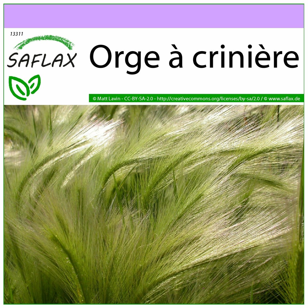 Orge à crinière - 70 graines - hordeum jubatum