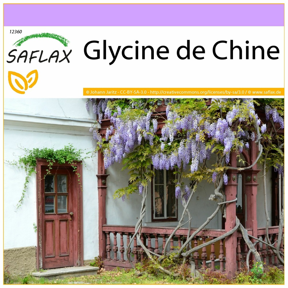 Glycine de chine - 4 graines - wisteria sinensis