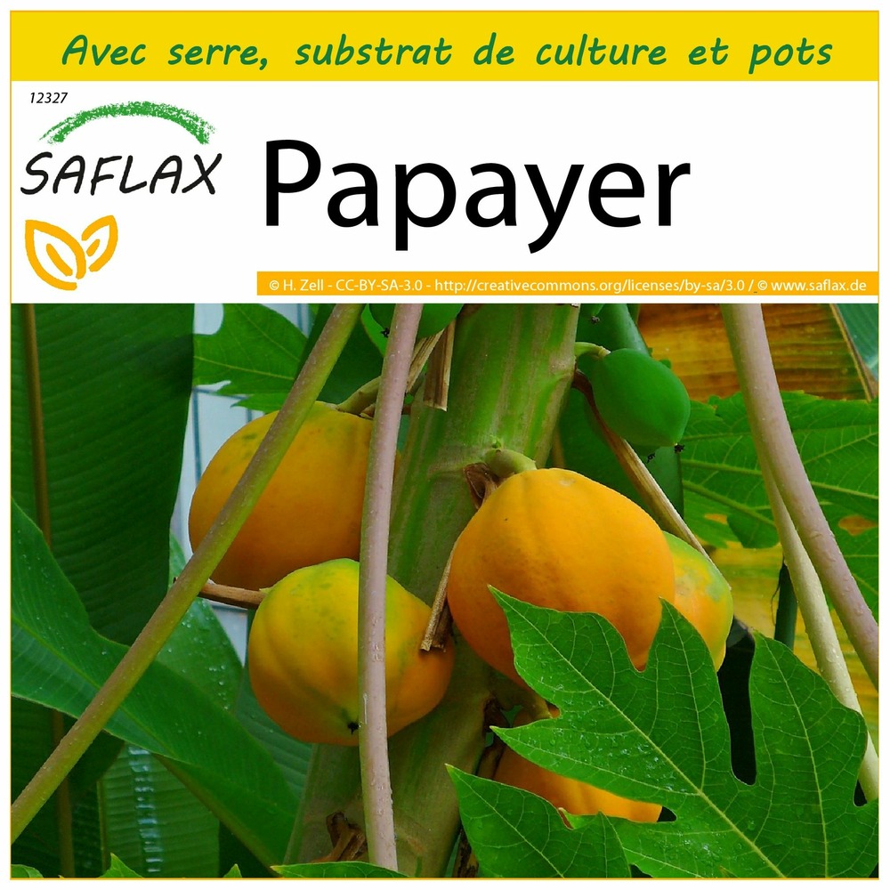 Ensemble de culture - papayer - 30 graines - carica papaya