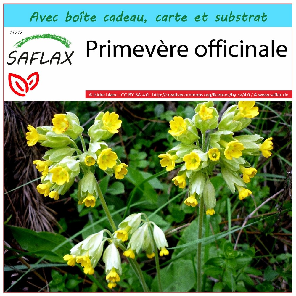 Ensemble-cadeau - primevère officinale - 100 graines - primula veris