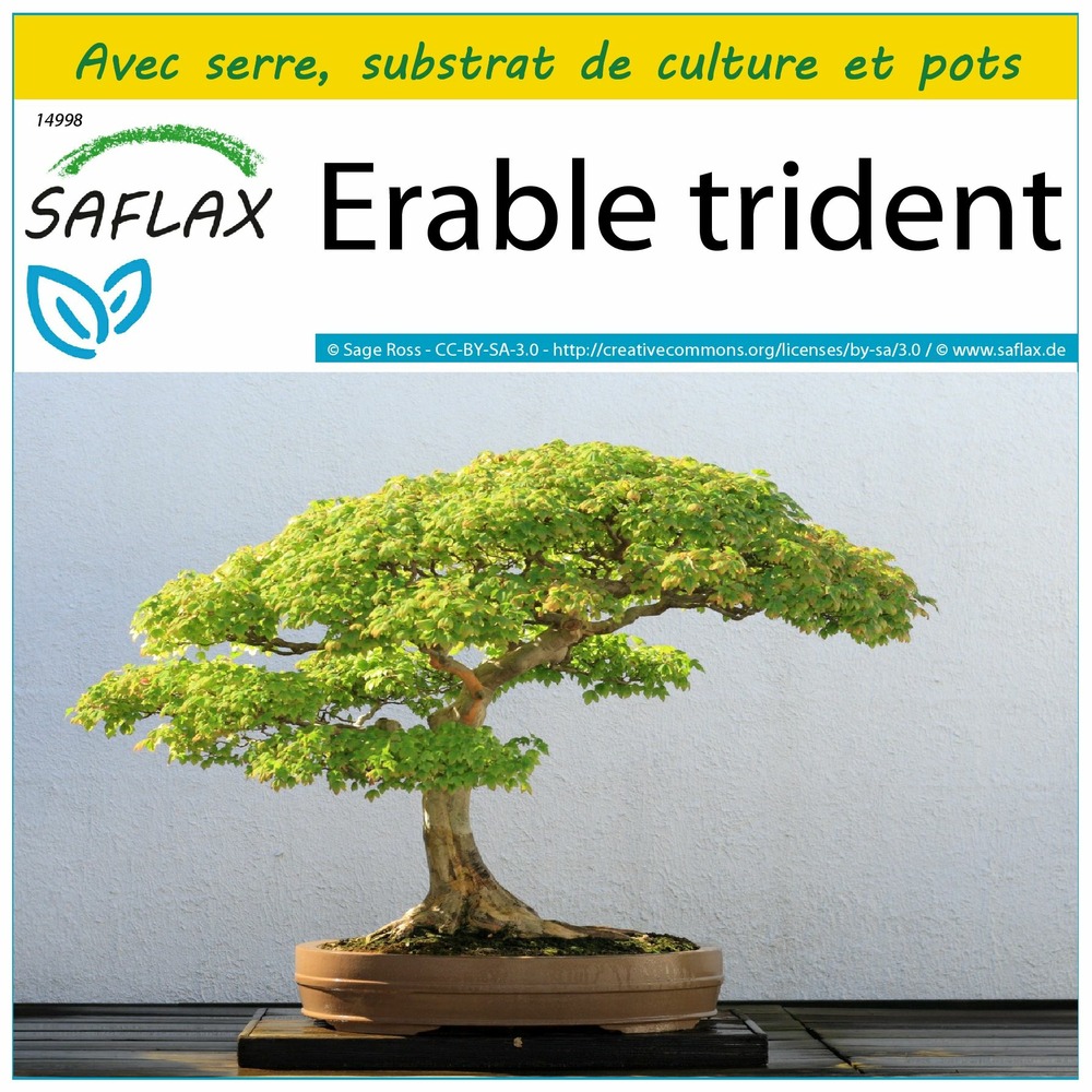 Ensemble de culture - erable trident - 30 graines - acer buergerianum