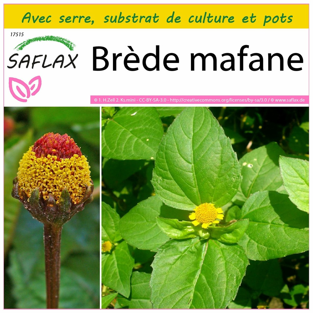 Ensemble de culture - brède mafane - 500 graines - acmella oleracea