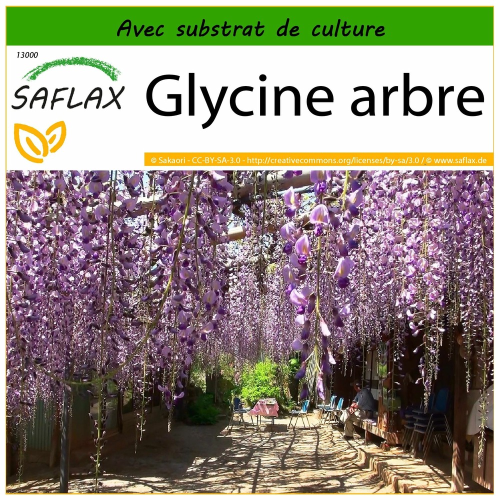 Glycine arbre - 15 graines - avec substrat - bolusanthus africanus
