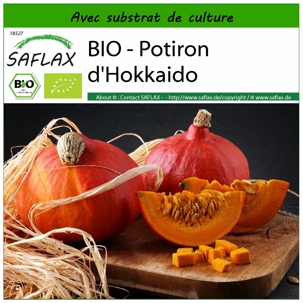 Bio - potiron d'hokkaido - 5 graines - avec substrat - cucurbita maxima