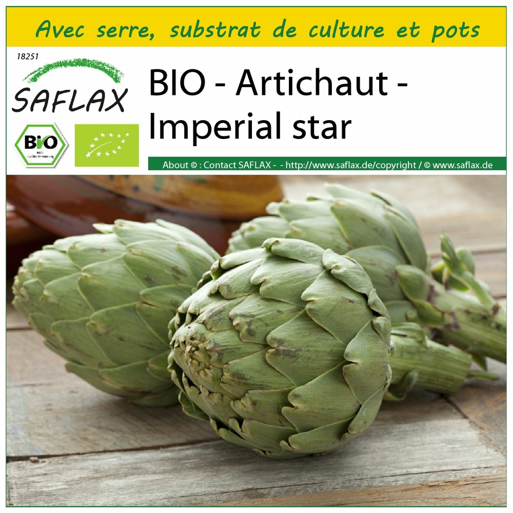 Ensemble de culture - bio - artichaut - imperial star - 5 graines - cynara scolymus