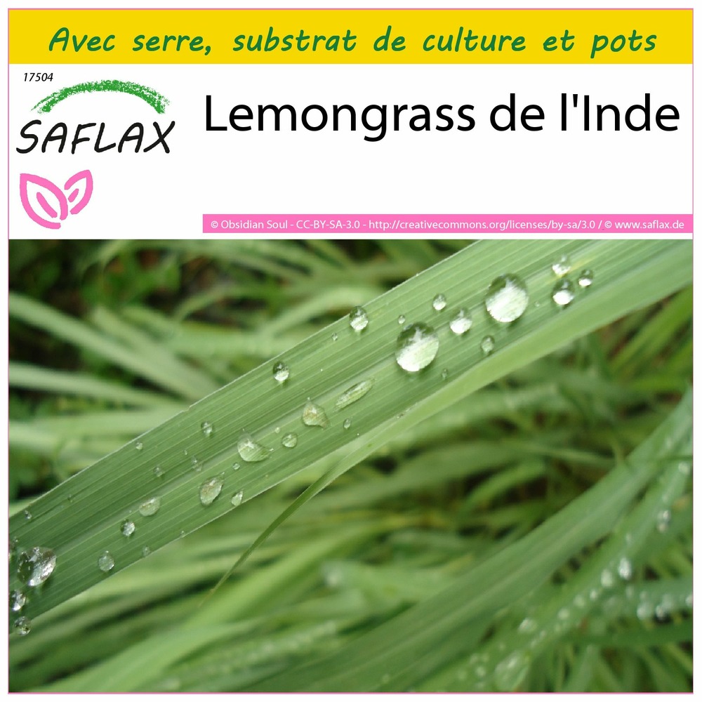 Ensemble de culture - lemongrass de l'inde - 50 graines - cymbopogon flexosus