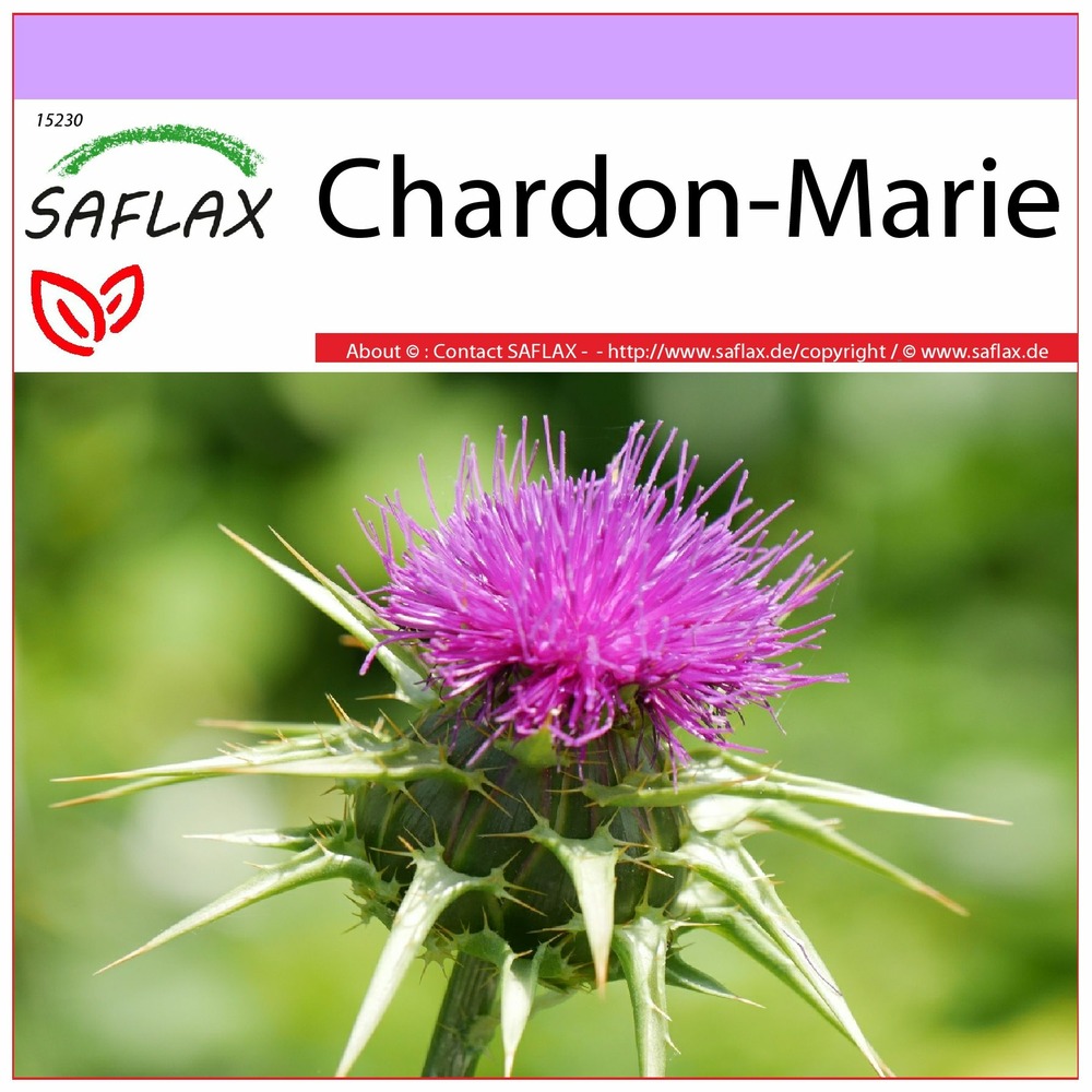 Chardon-marie - 75 graines - silybum marianum