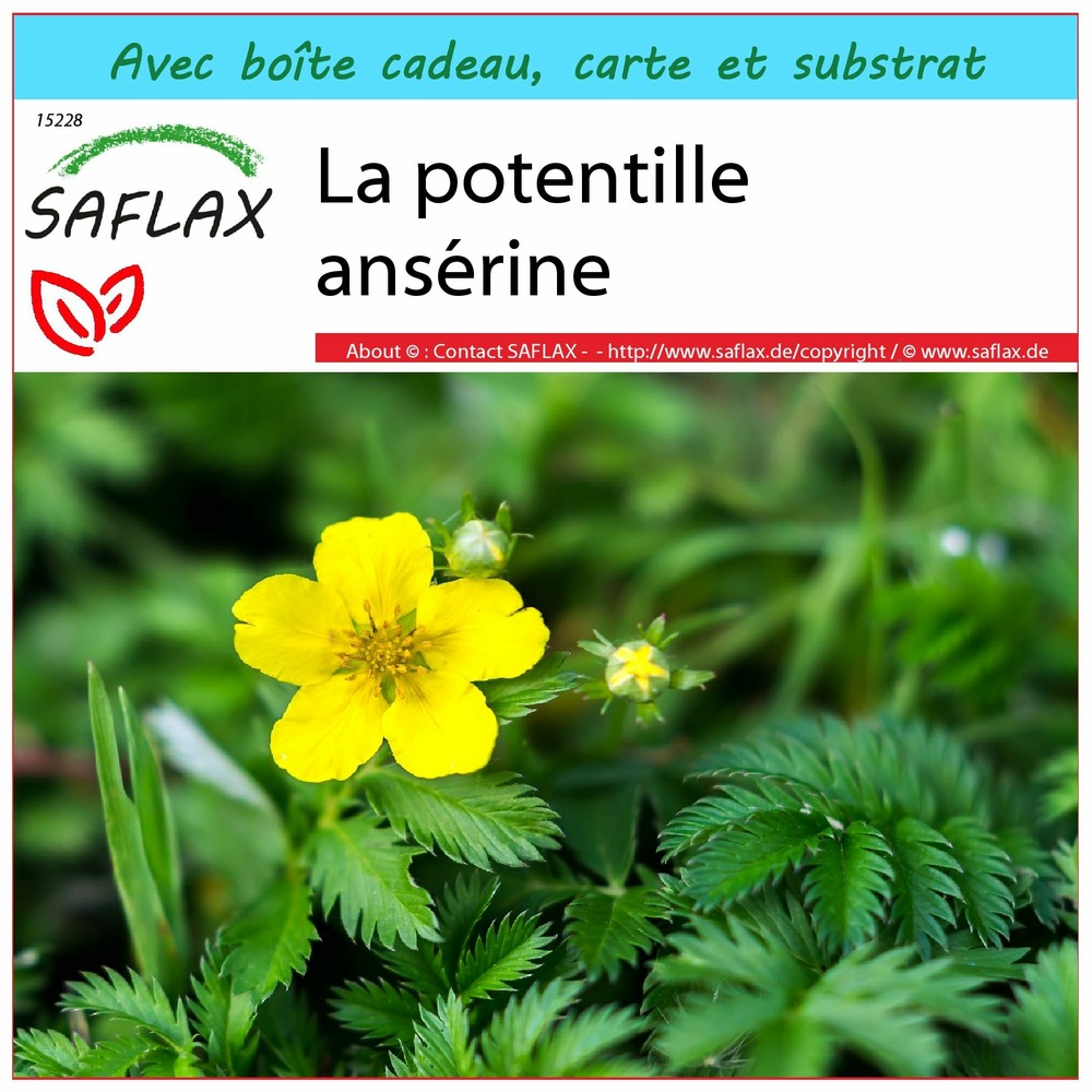 Ensemble-cadeau - la potentille ansérine - 20 graines - potentilla anserina
