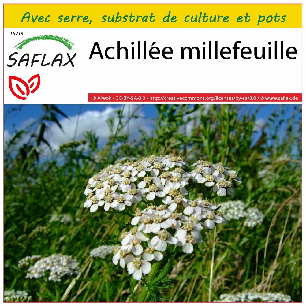 Ensemble de culture - achillée millefeuille - 200 graines - achillea millefolium