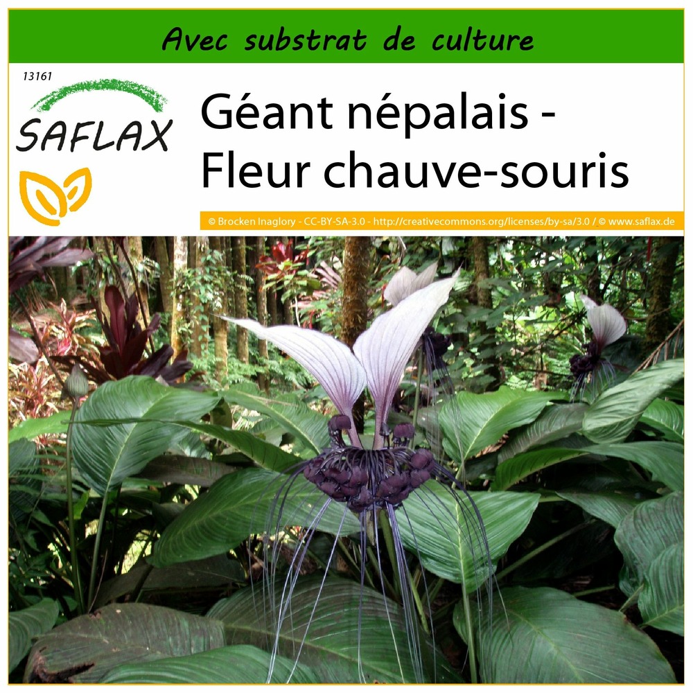 Géant népalais - fleur chauve-souris - 10 graines - avec substrat - tacca nevia white