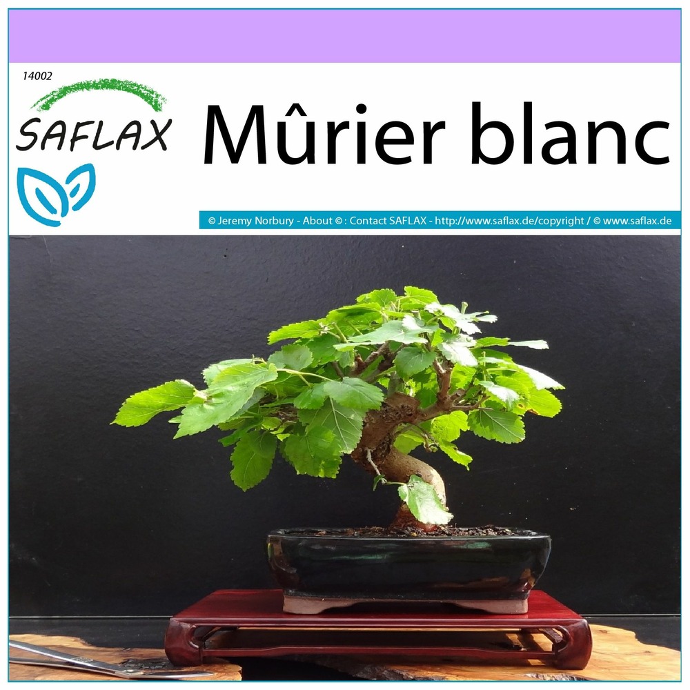 Mûrier blanc - 200 graines - morus alba