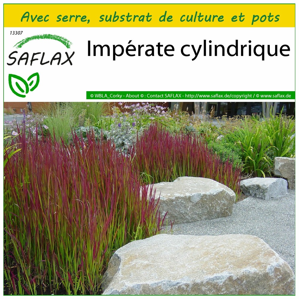 Ensemble de culture - impérate cylindrique - 50 graines - imperata cylindrica