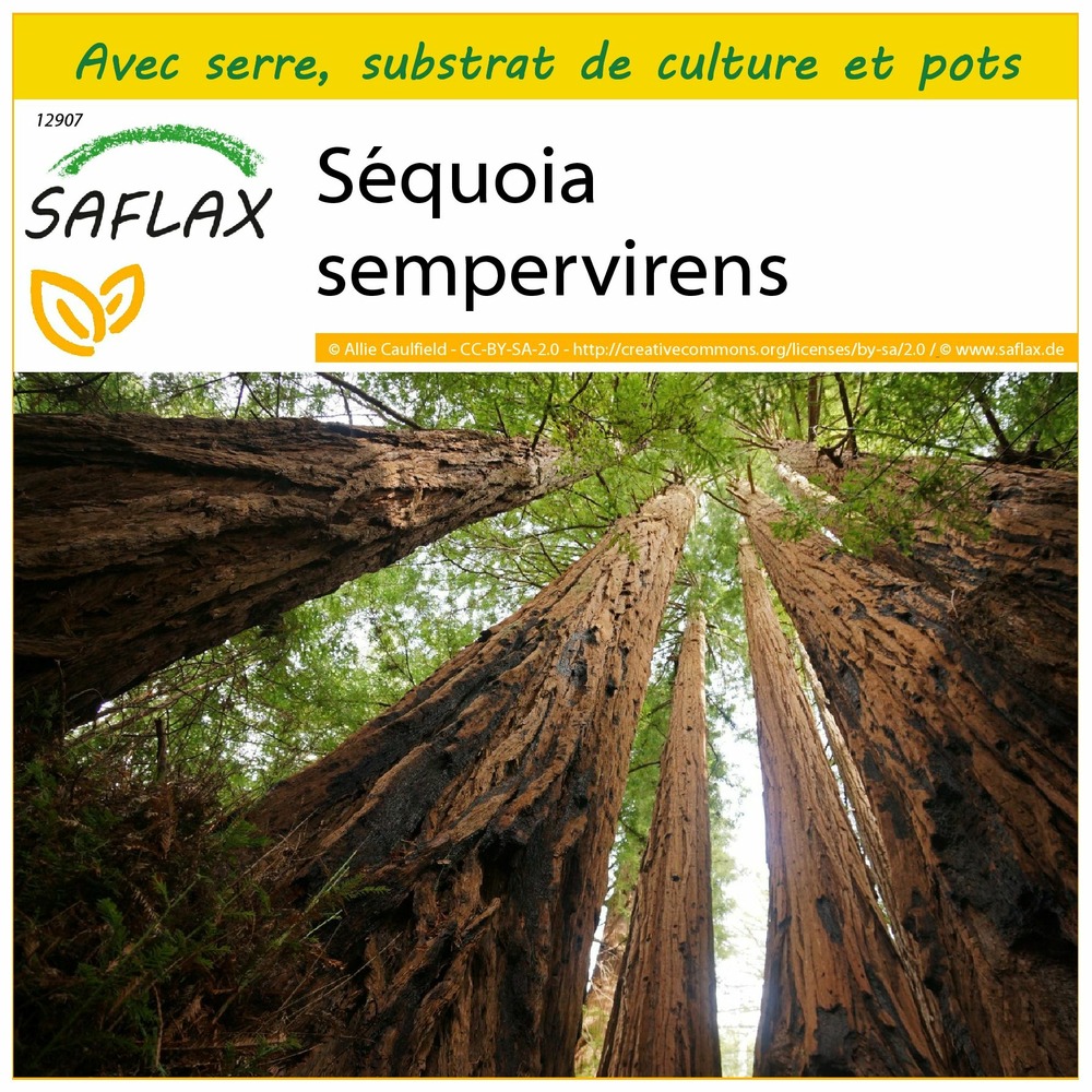 Ensemble de culture - séquoia sempervirens - 50 graines - sequoia sempervirens