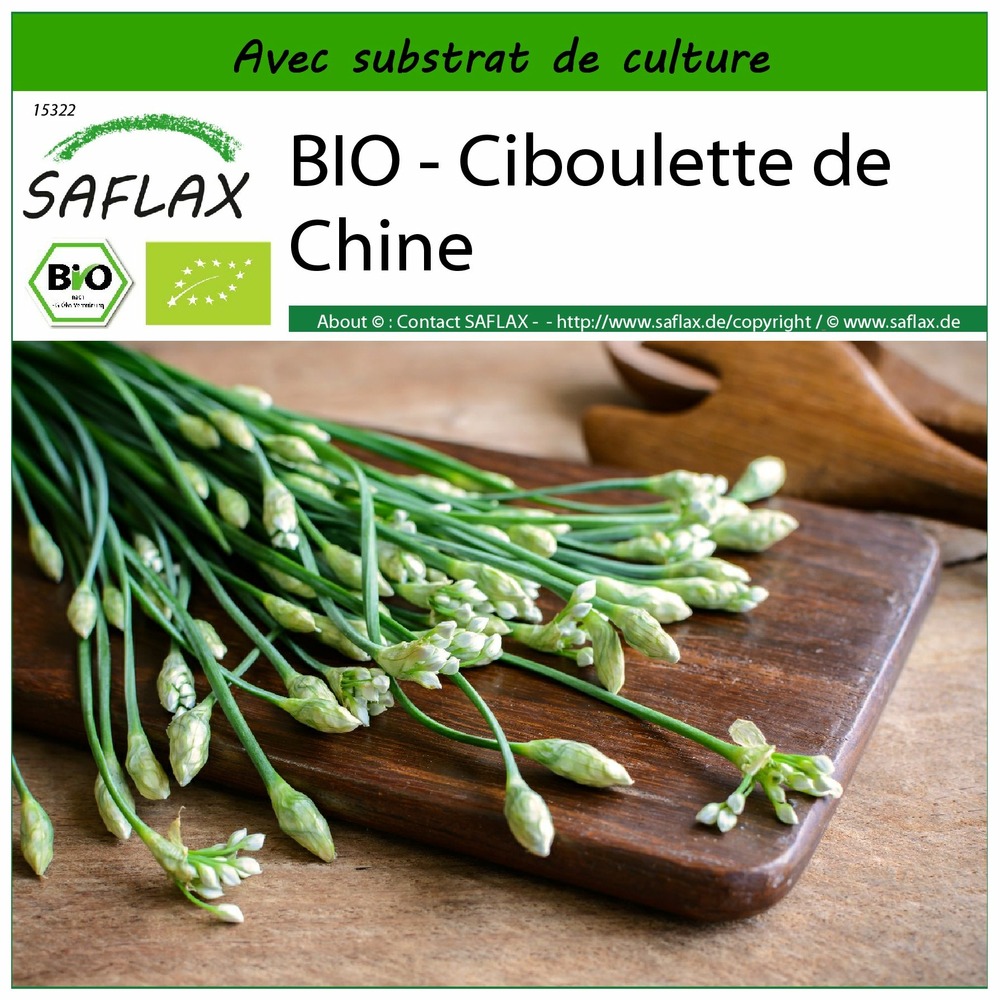 Bio - ciboulette de chine - 100 graines - avec substrat - allium tuberosum