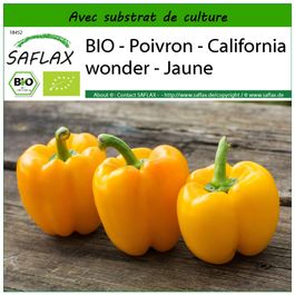Acquistare Peperone dolce California Wonder - Capsicum Annum? Ordinate online su Acquistare Peperone dolce California Wonder - Capsicum Annum? Ordinate online su