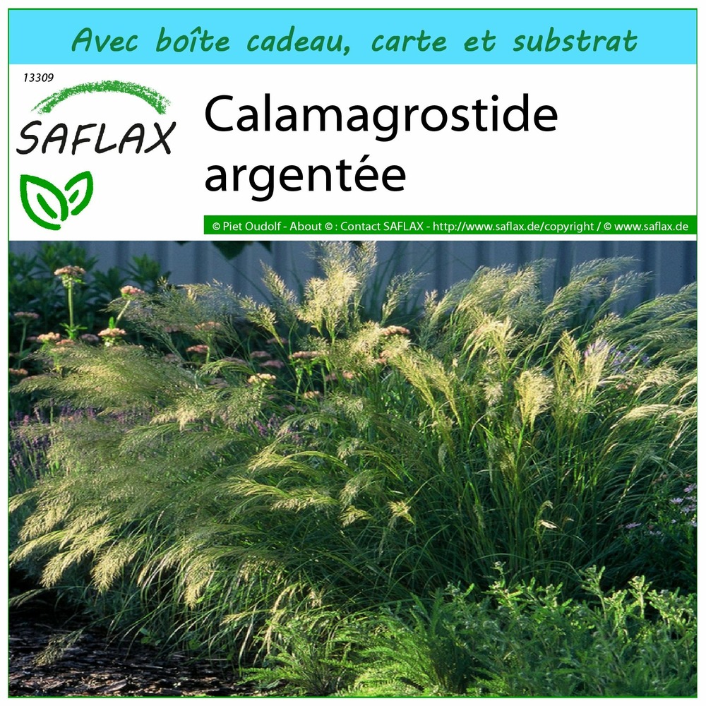 Ensemble-cadeau - calamagrostide argentée - 50 graines - stipa calamagrostis