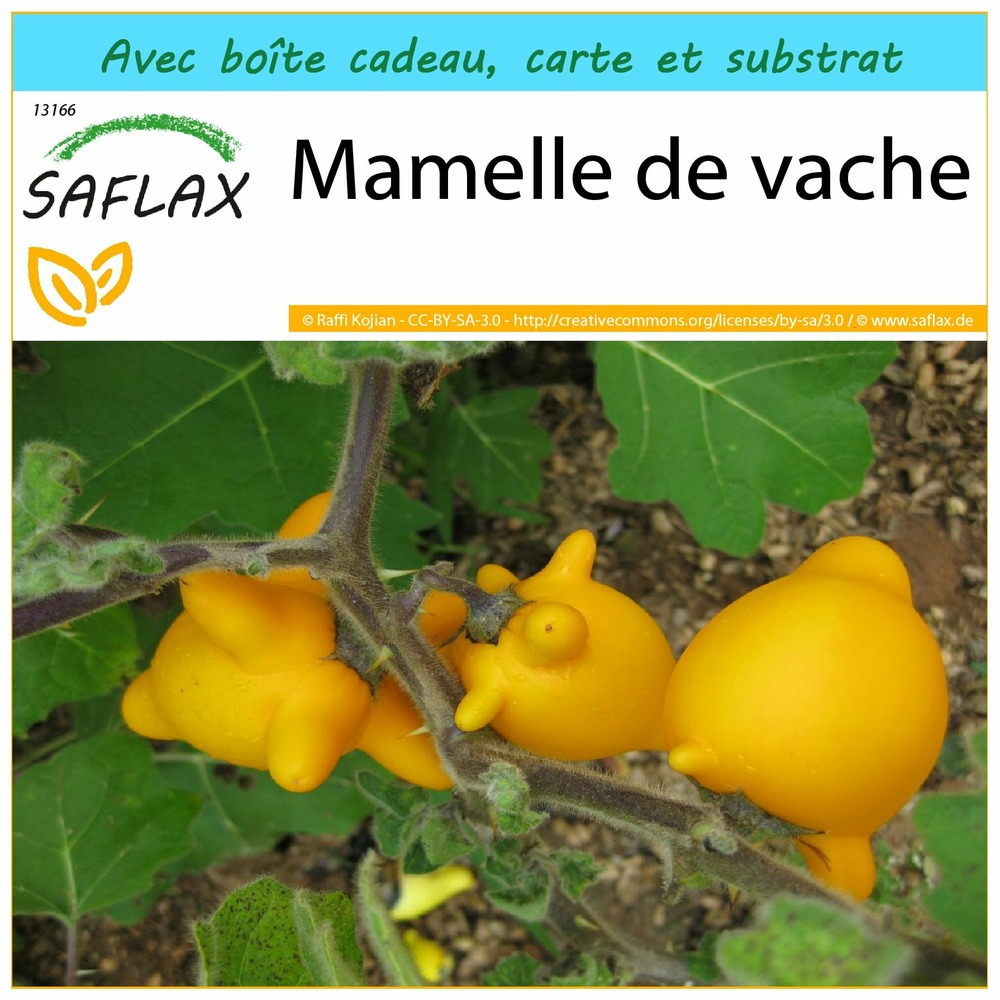 Ensemble-cadeau - mamelle de vache - 10 graines - solanum mammosum