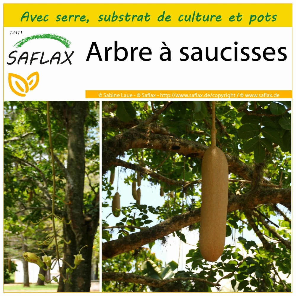 Ensemble de culture - arbre à saucisses - 10 graines - kigelia pinnata var. Africana