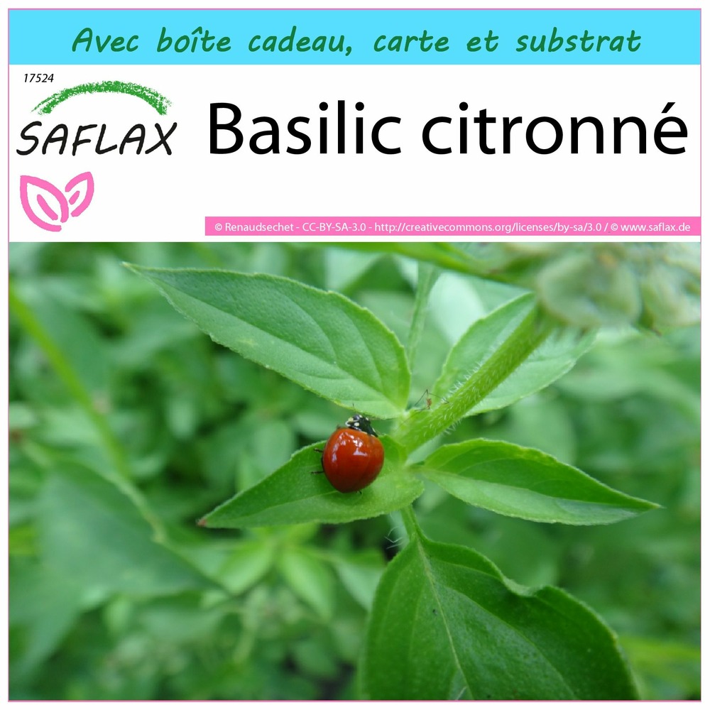 Ensemble-cadeau - basilic citronné - 200 graines - ocimum citriodorum