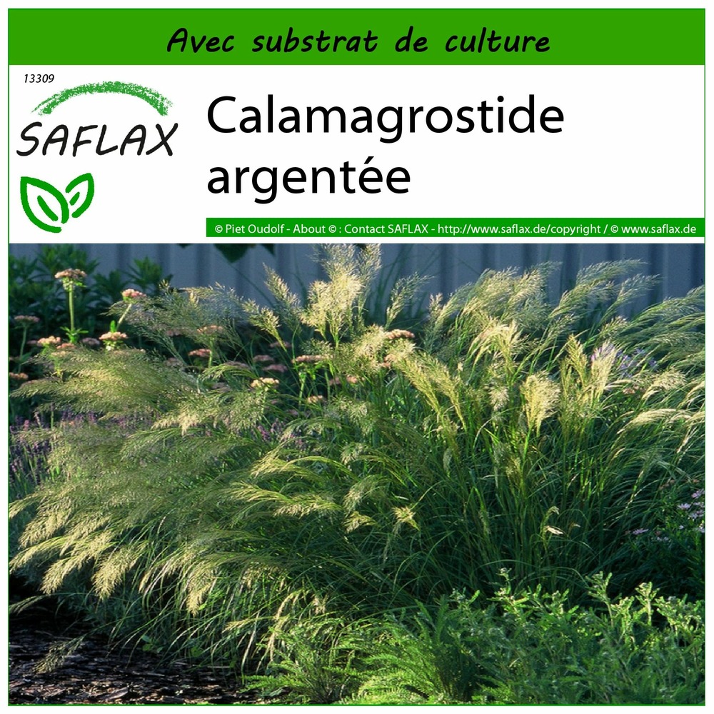 Calamagrostide argentée - 50 graines - avec substrat - stipa calamagrostis