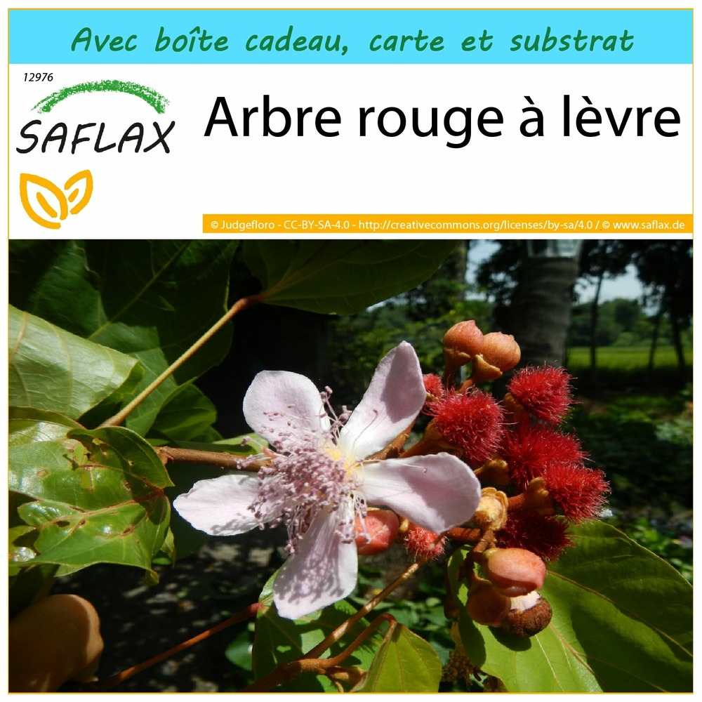 Ensemble-cadeau - arbre rouge à lèvre - 20 graines - bixa orellena
