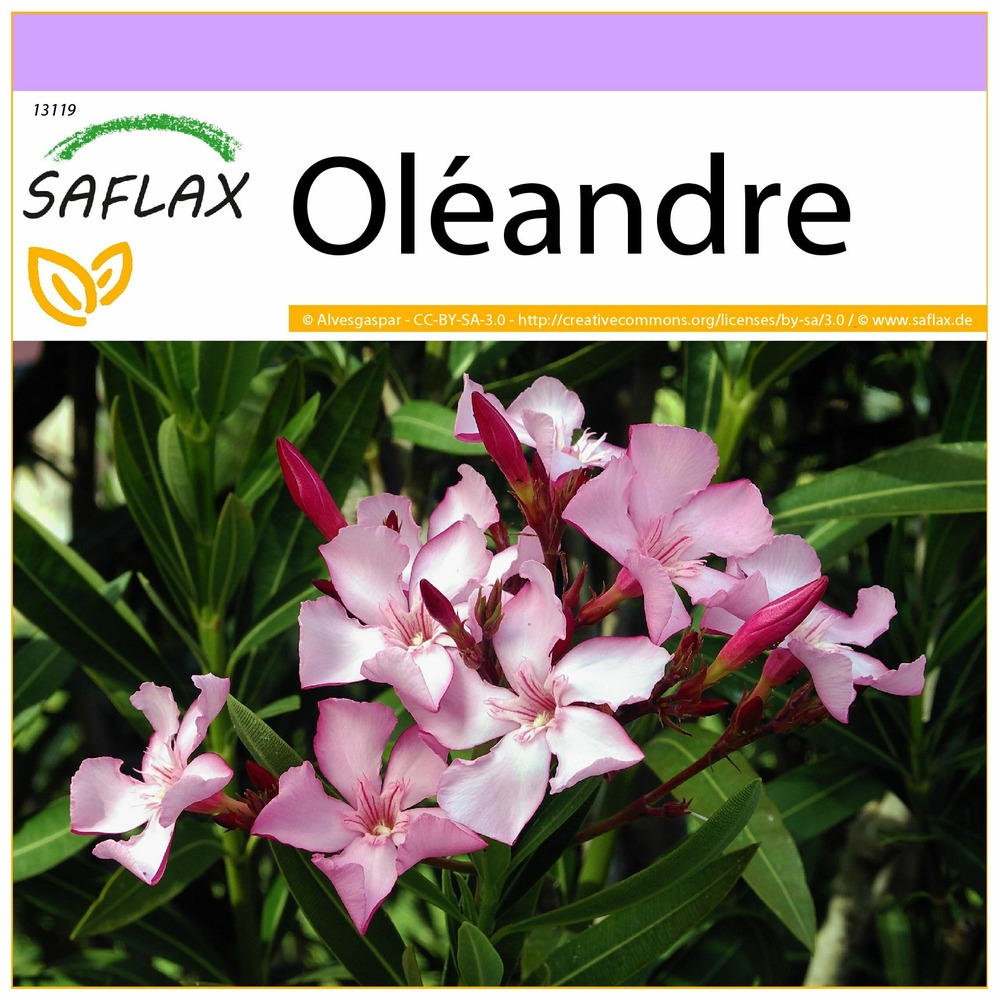 Oléandre - 50 graines - nerium oleander