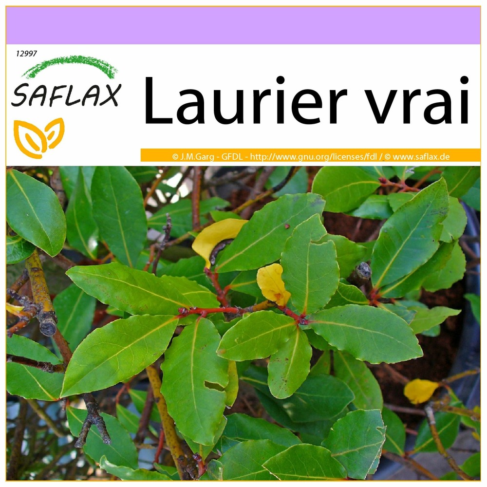 Laurier vrai - 6 graines - laurus nobilis