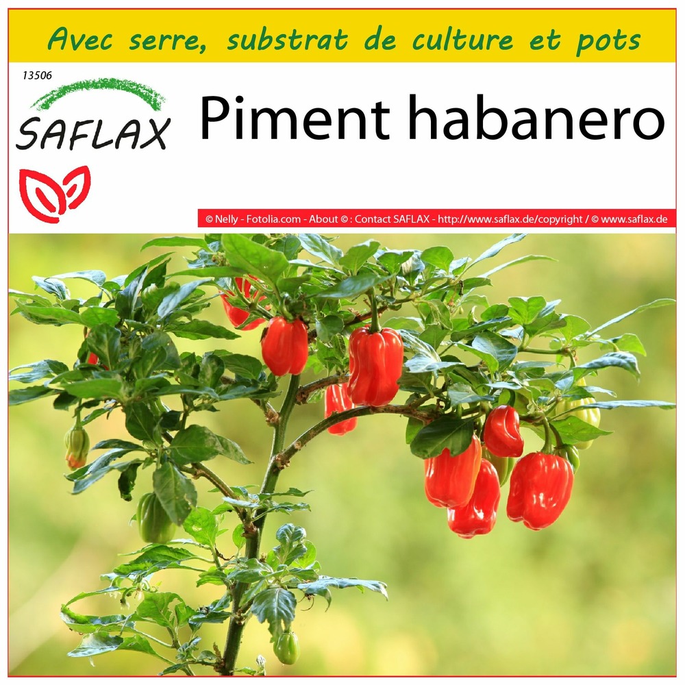 Ensemble de culture - piment habanero - 10 graines - capsicum chinense
