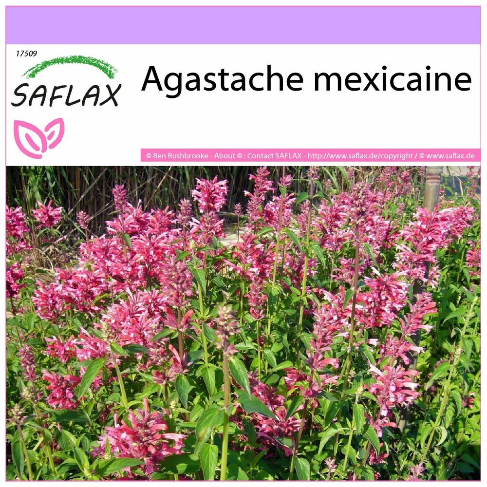 Agastache mexicaine - 50 graines - agastache mexicana