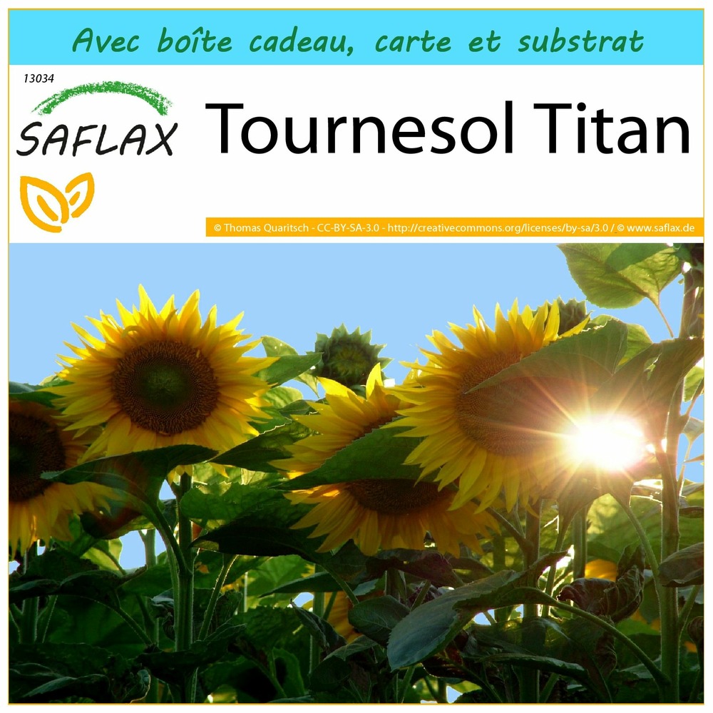 Ensemble-cadeau - tournesol titan - 20 graines - helianthus annuus