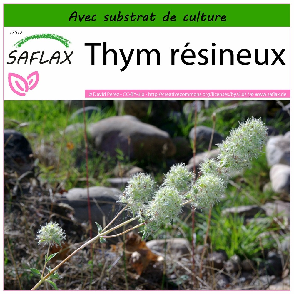 Thym résineux - 250 graines - avec substrat - thymus mastichina