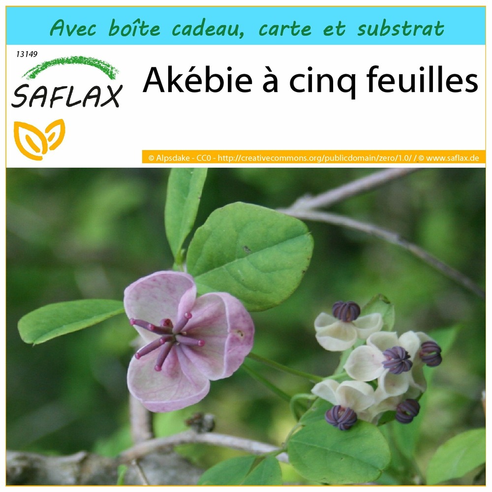 Ensemble-cadeau - akébie à cinq feuilles - 10 graines - akebia quinata