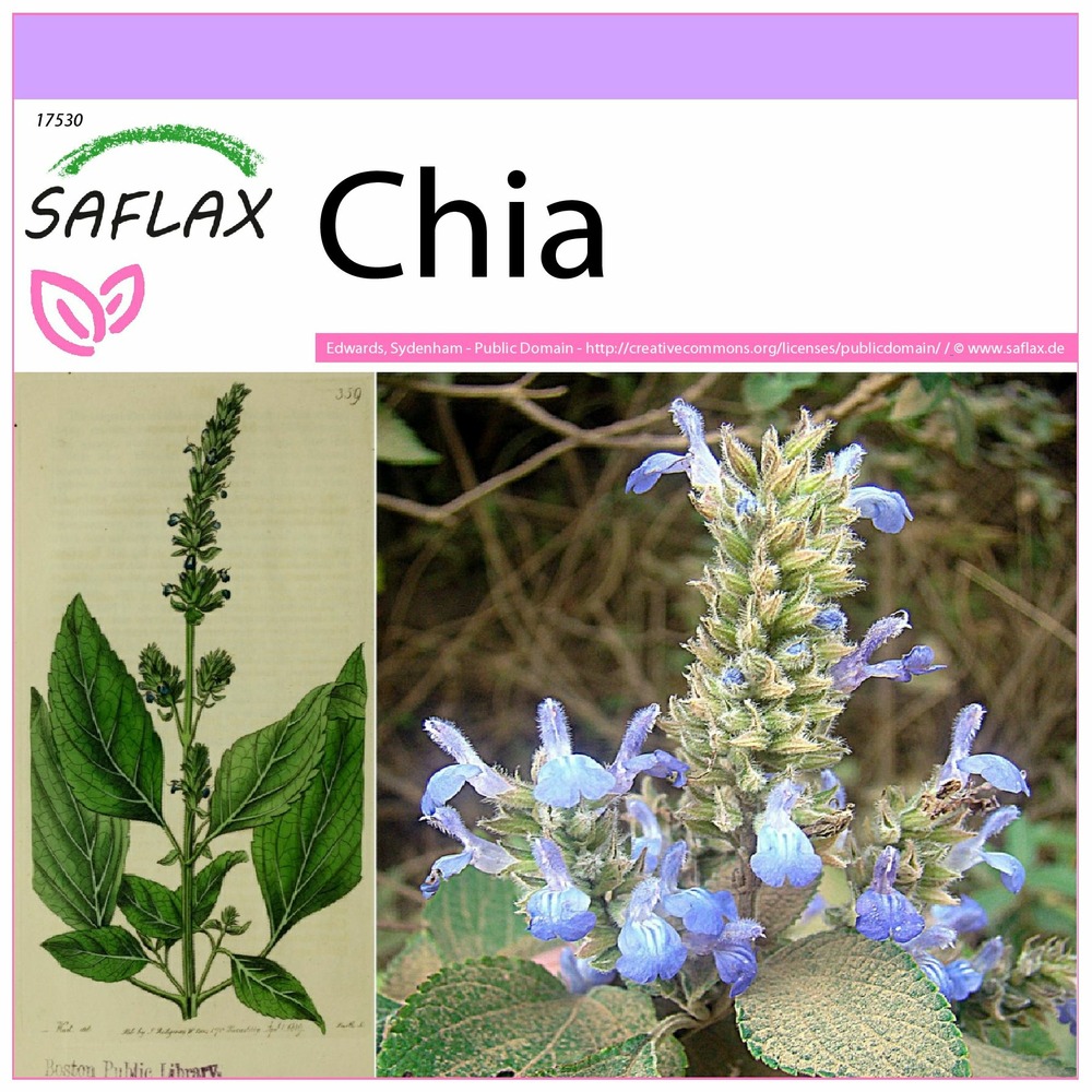 Chia - 500 graines - salvia hispanica