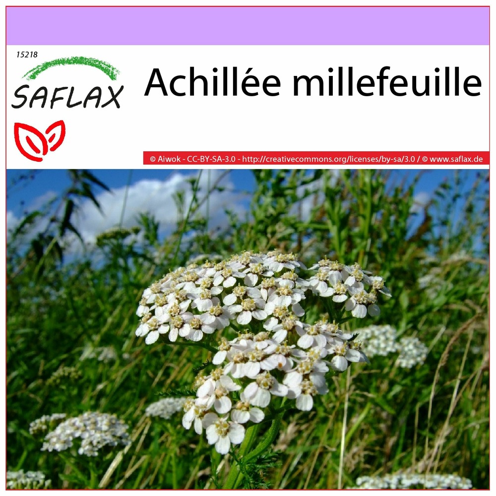 Achillée millefeuille - 200 graines - achillea millefolium