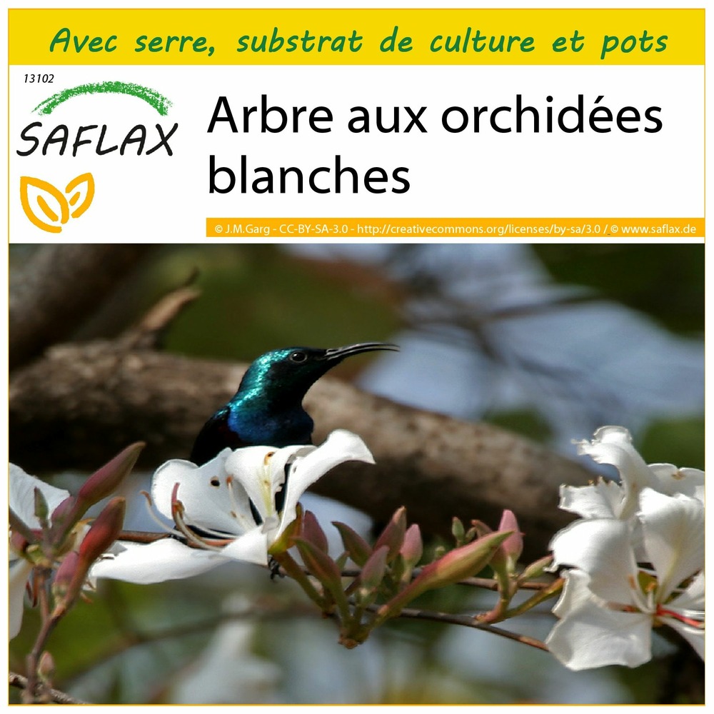 Ensemble de culture - arbre aux orchidées blanches - 5 graines - bauhinia variegata candida