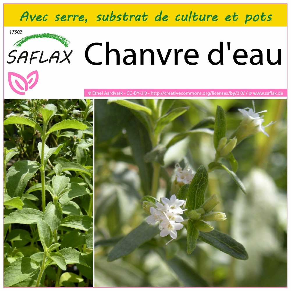Ensemble de culture - chanvre d'eau - 100 graines - stevia rebaudiana